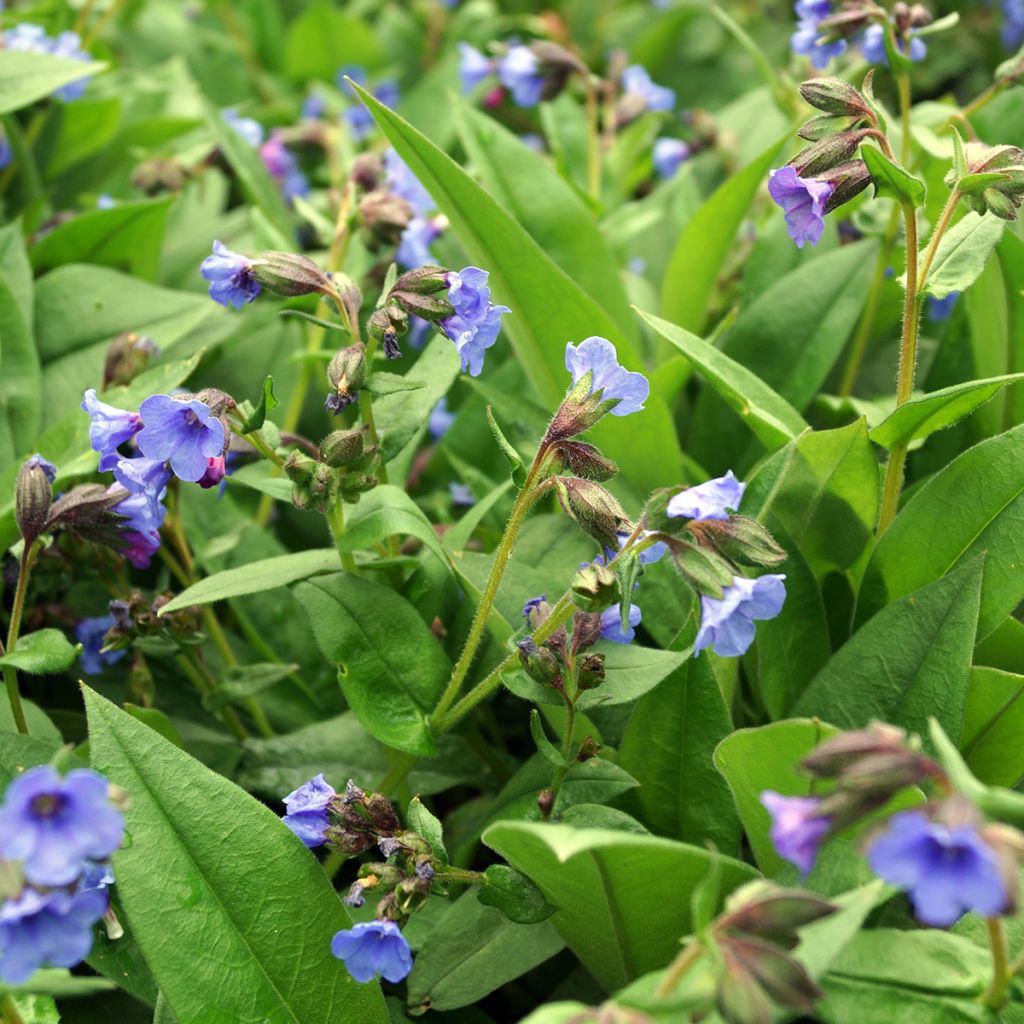 Pulmonaria Blue Ensign - Longkruid