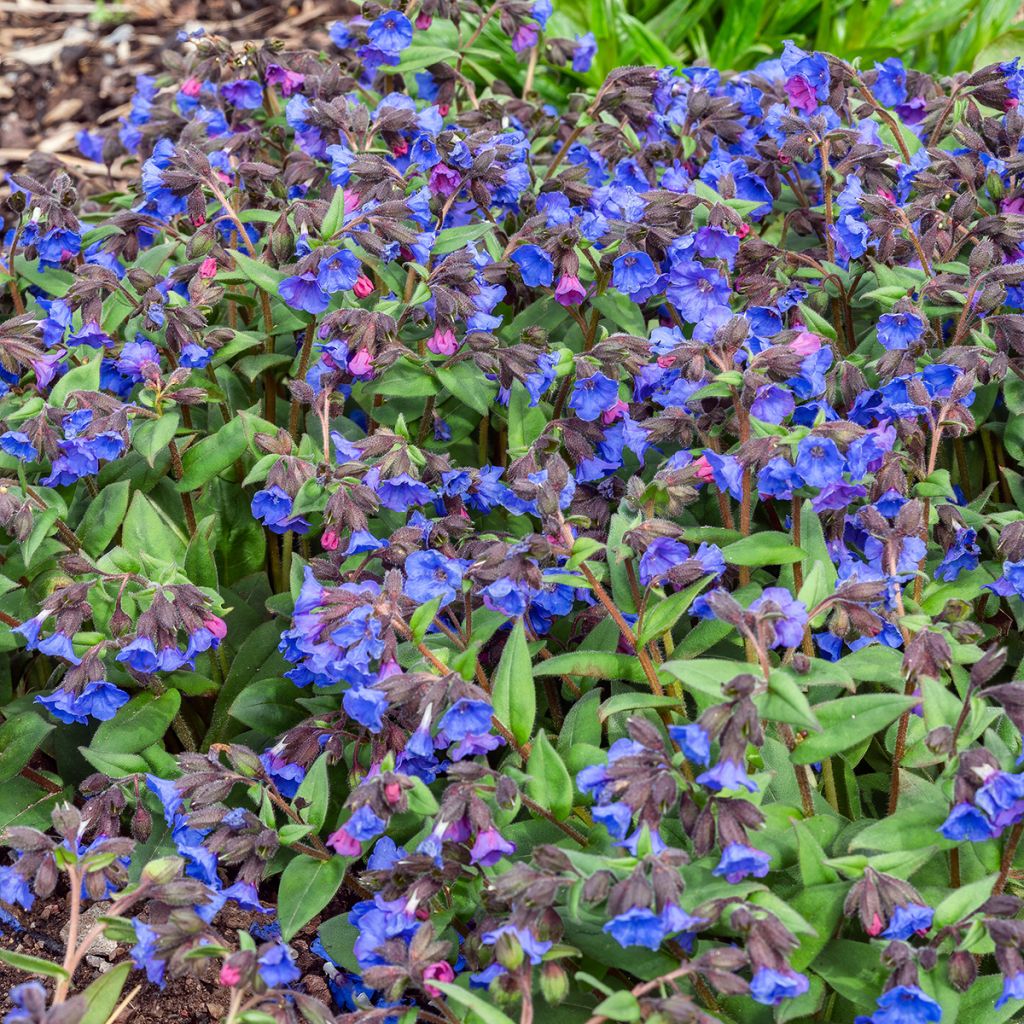 Pulmonaria Blue Ensign - Longkruid