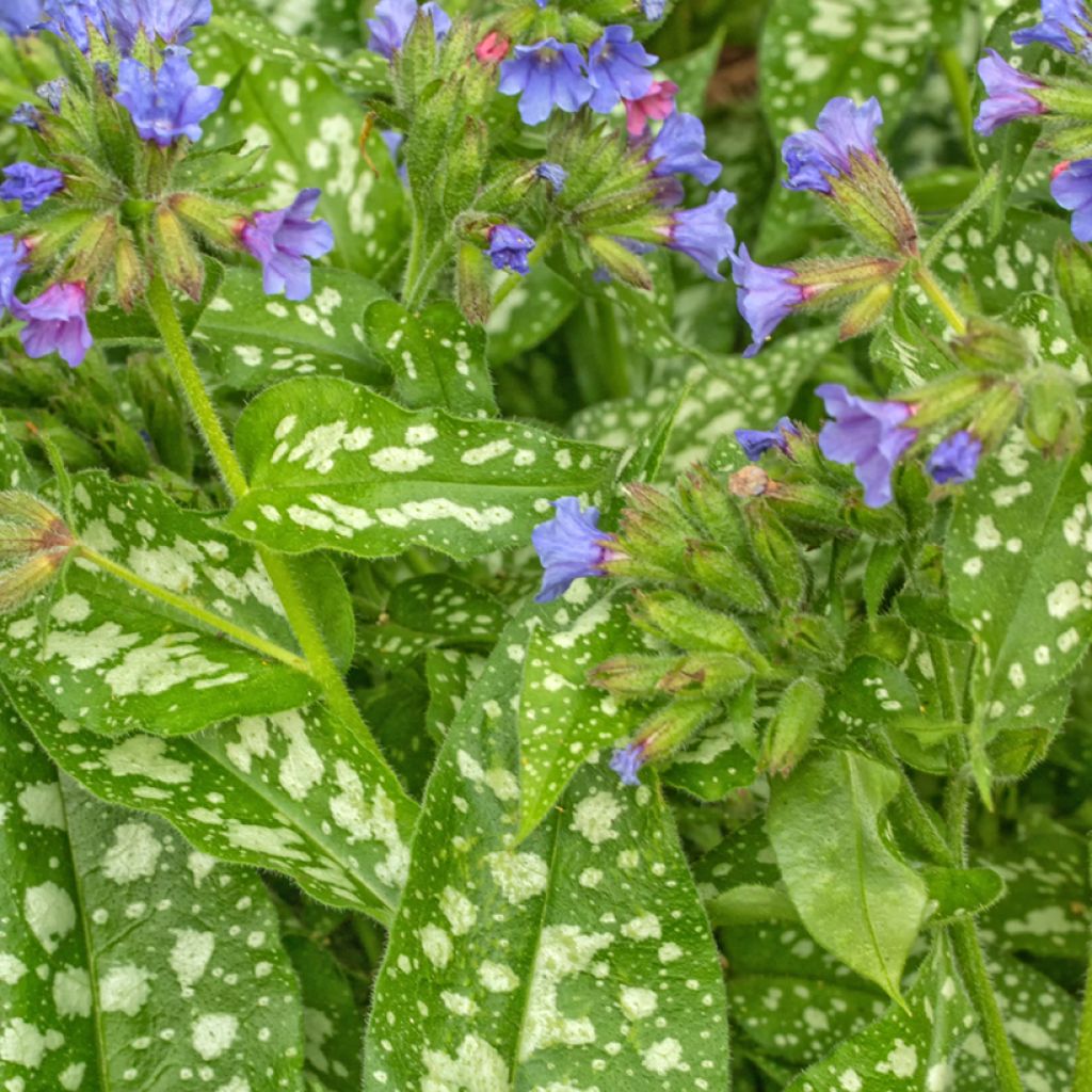 Pulmonaria Trevi Fountain - Longkruid