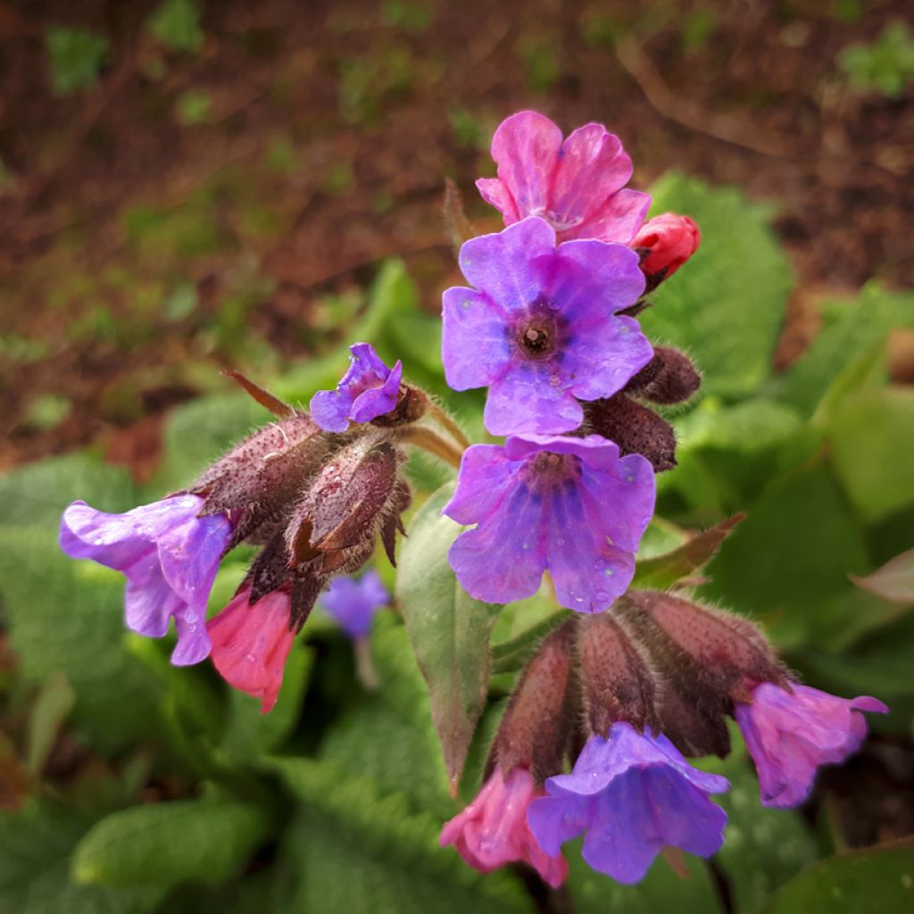 Pulmonaria saccharata Mrs Moon - Longkruid