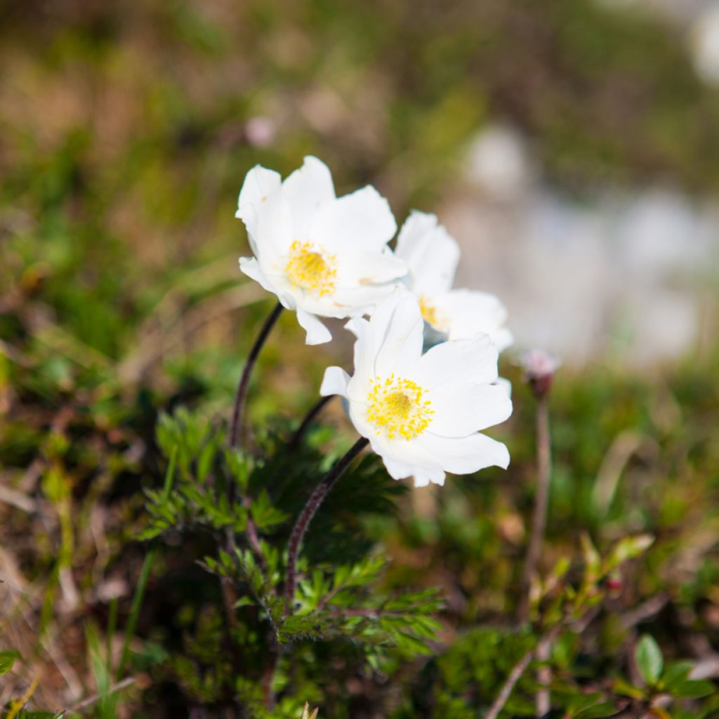 Pulsatilla vulgaris Alba - Wildemanskruid