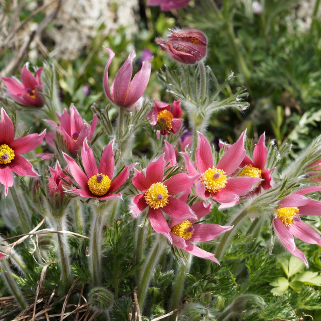 Pulsatilla vulgaris Rubra - Röde Klokke