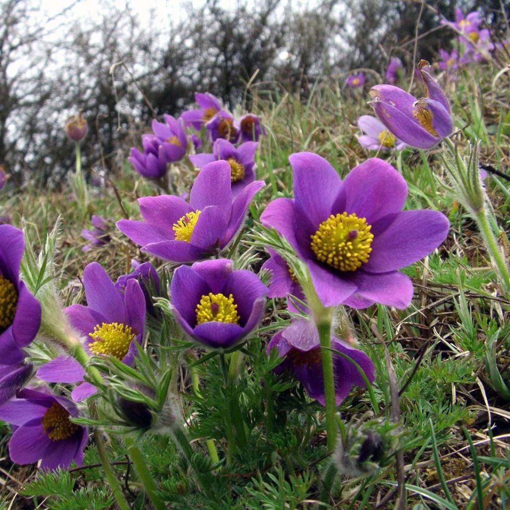 Pulsatilla vulgaris Paars - Wildemanskruid
