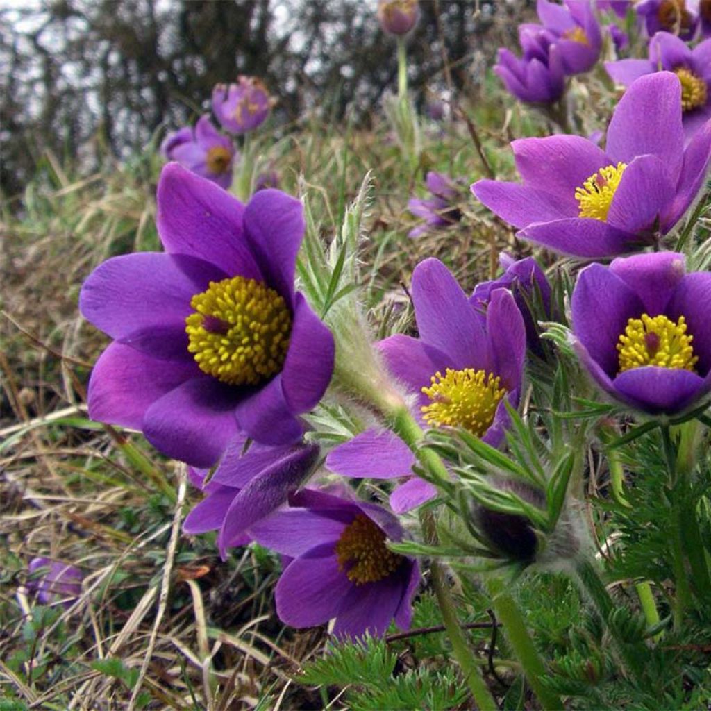 Pulsatilla vulgaris Paars - Wildemanskruid