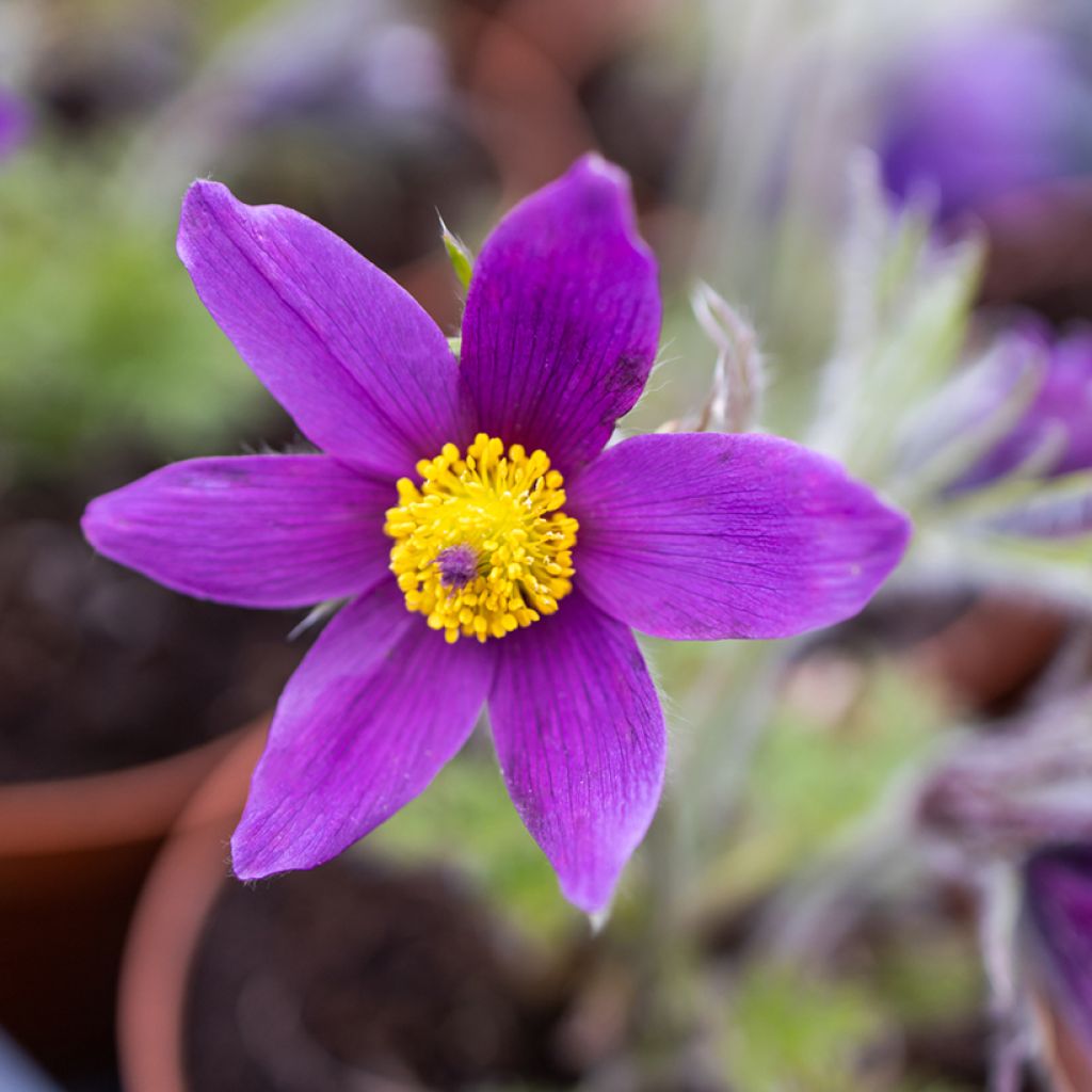 Pulsatilla vulgaris Paars - Wildemanskruid