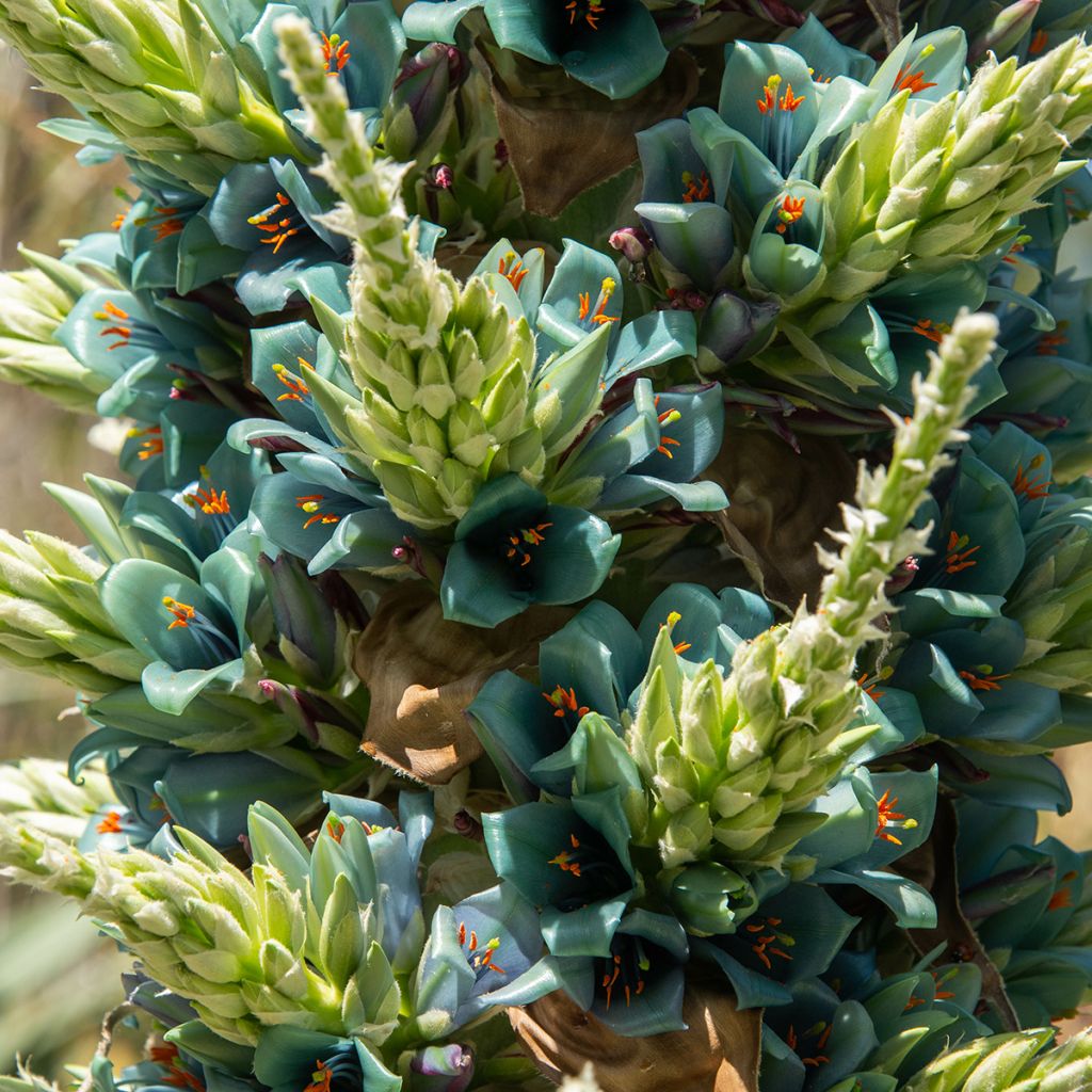 Puya alpestris - Chagual