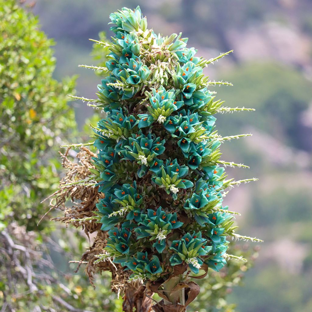 Puya alpestris - Chagual