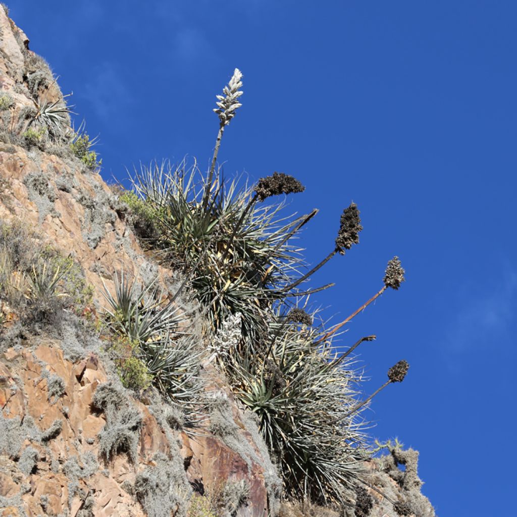 Puya weberbaueri - Chagual