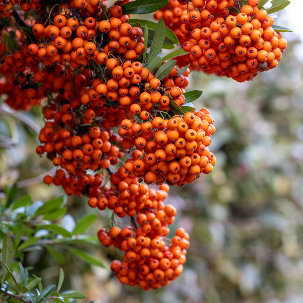 Pyracantha coccinea Saphyr Orange - Vuurdoorn