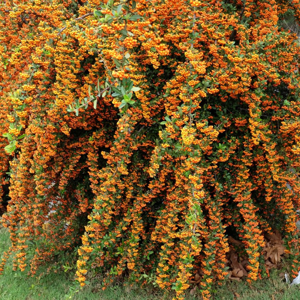 Pyracantha coccinea Saphyr Orange - Vuurdoorn
