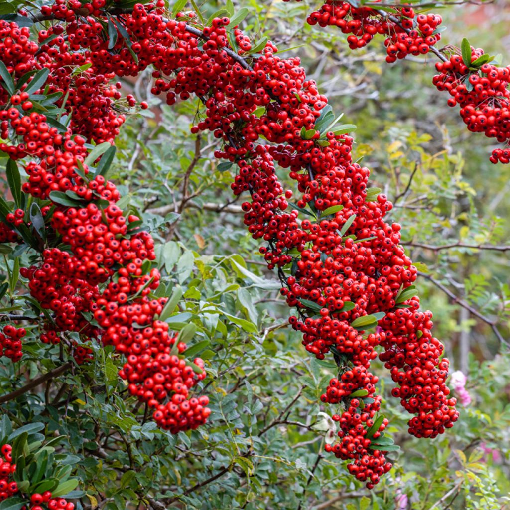 Pyracantha coccinea Saphyr Rood - Vuurdoorn