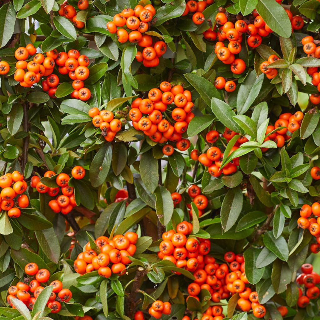 Pyracantha coccinea Orange Star - Vuurdoorn