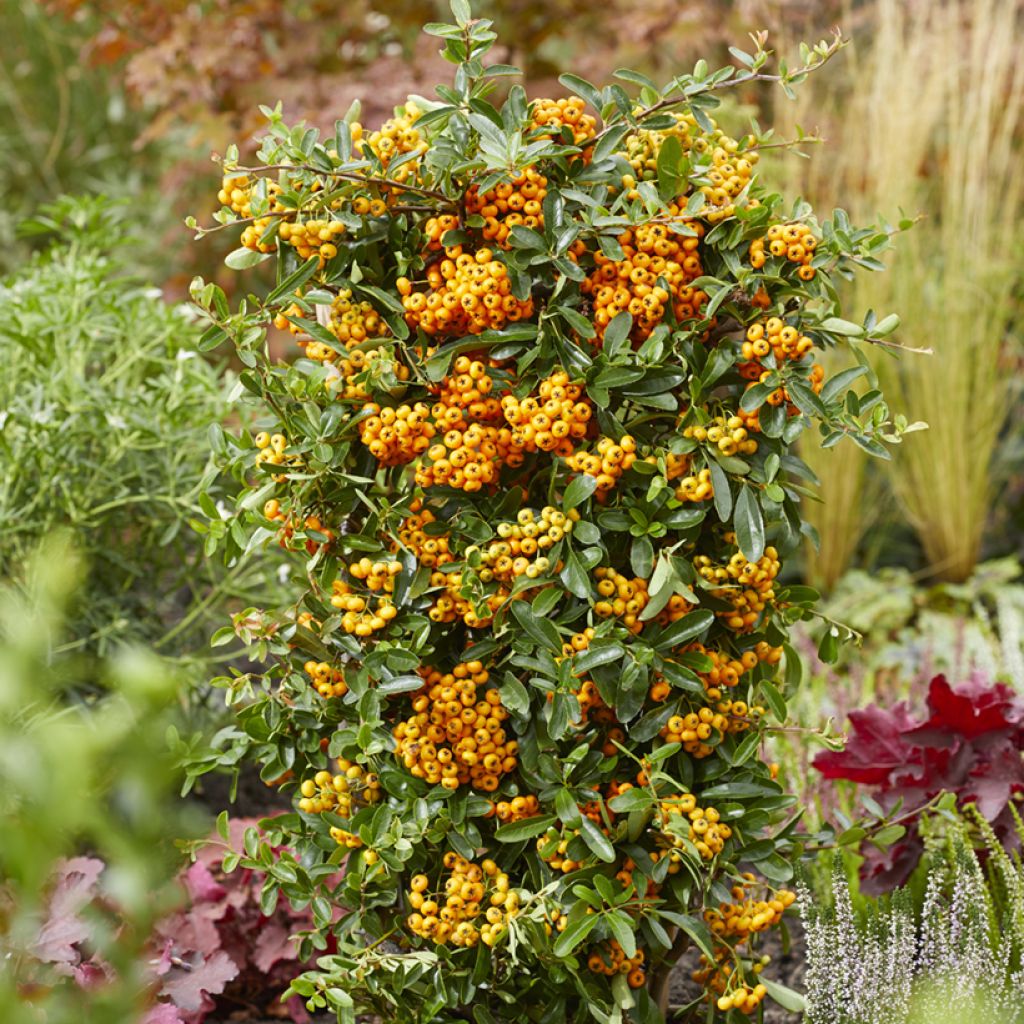 Pyracantha coccinea Sunny Star - Vuurdoorn