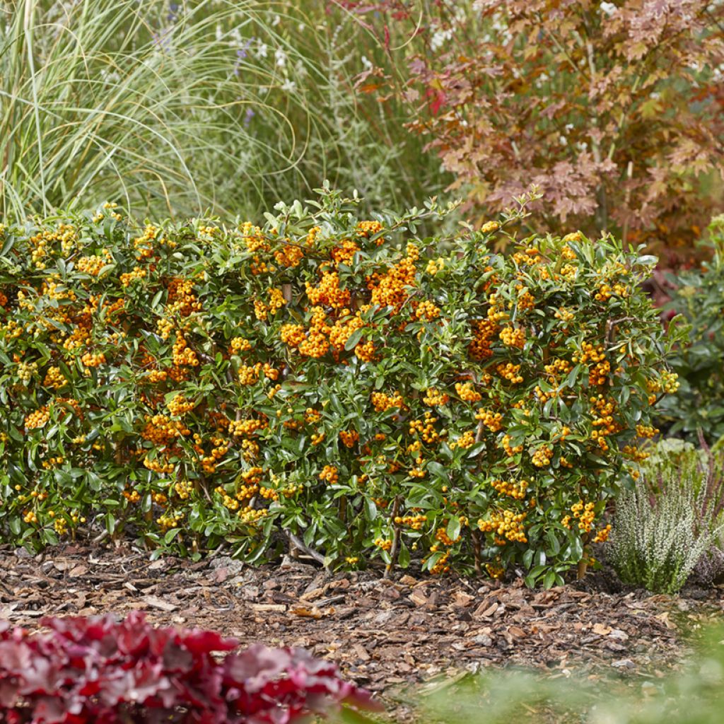 Pyracantha coccinea Sunny Star - Vuurdoorn