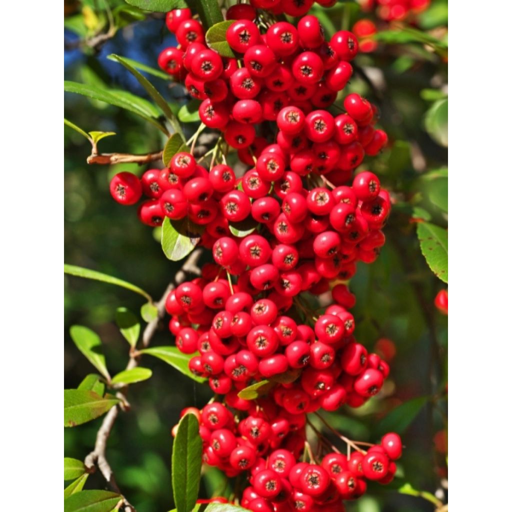 Pyracantha coccinea Saphyr Rood - Vuurdoorn