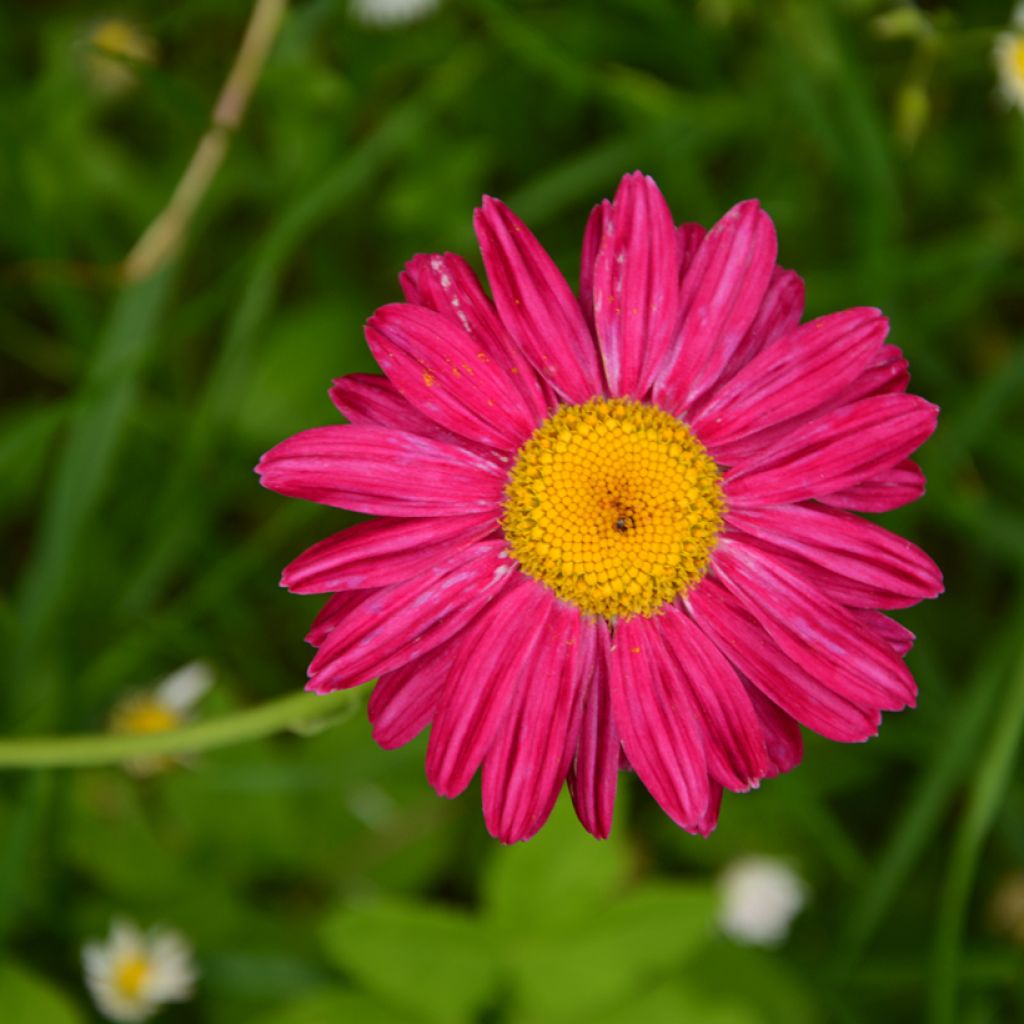 Tanacetum coccineum Robinsons Red - Perzische margriet