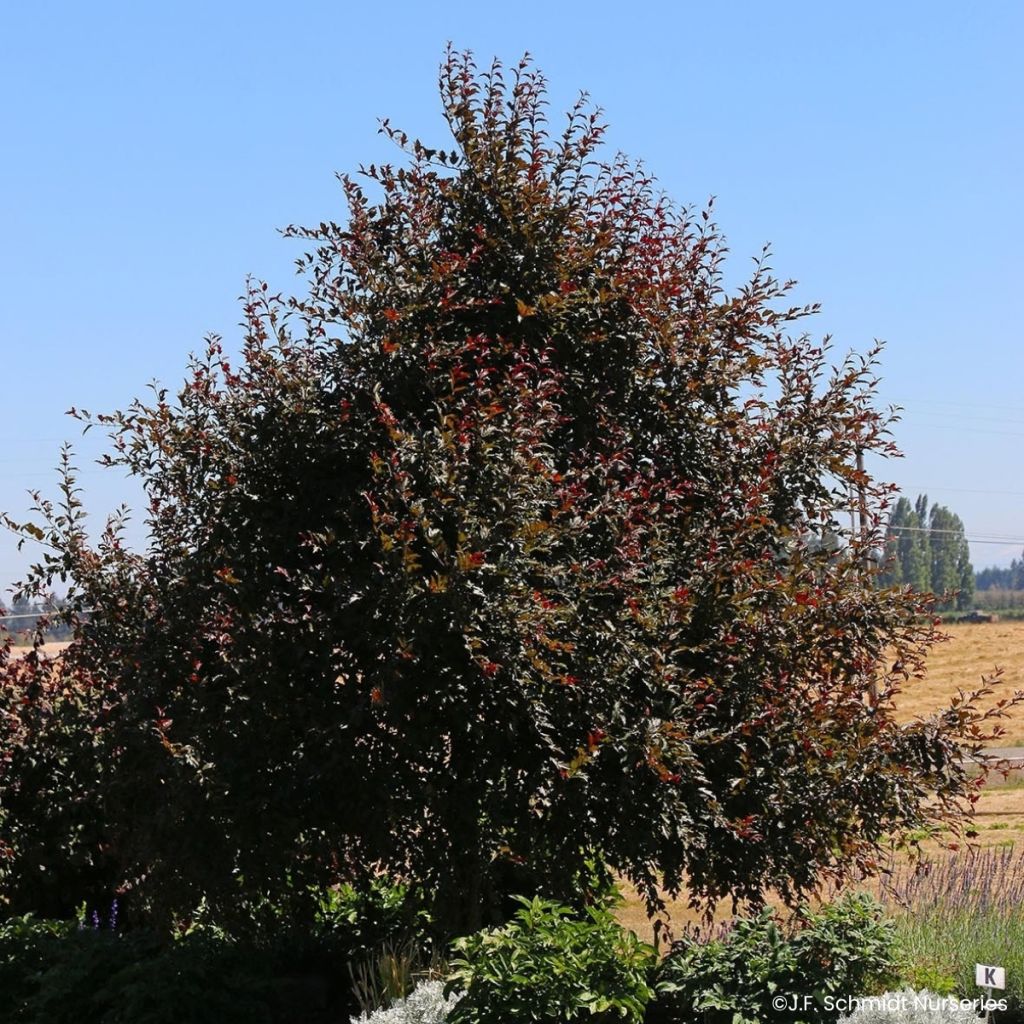 Pyrus Javelin - Sierpeer