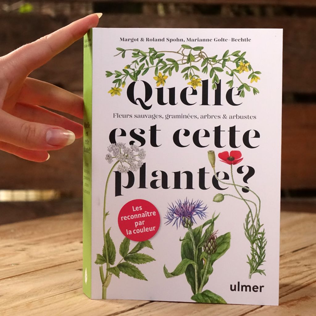 Quelle est cette plante ?