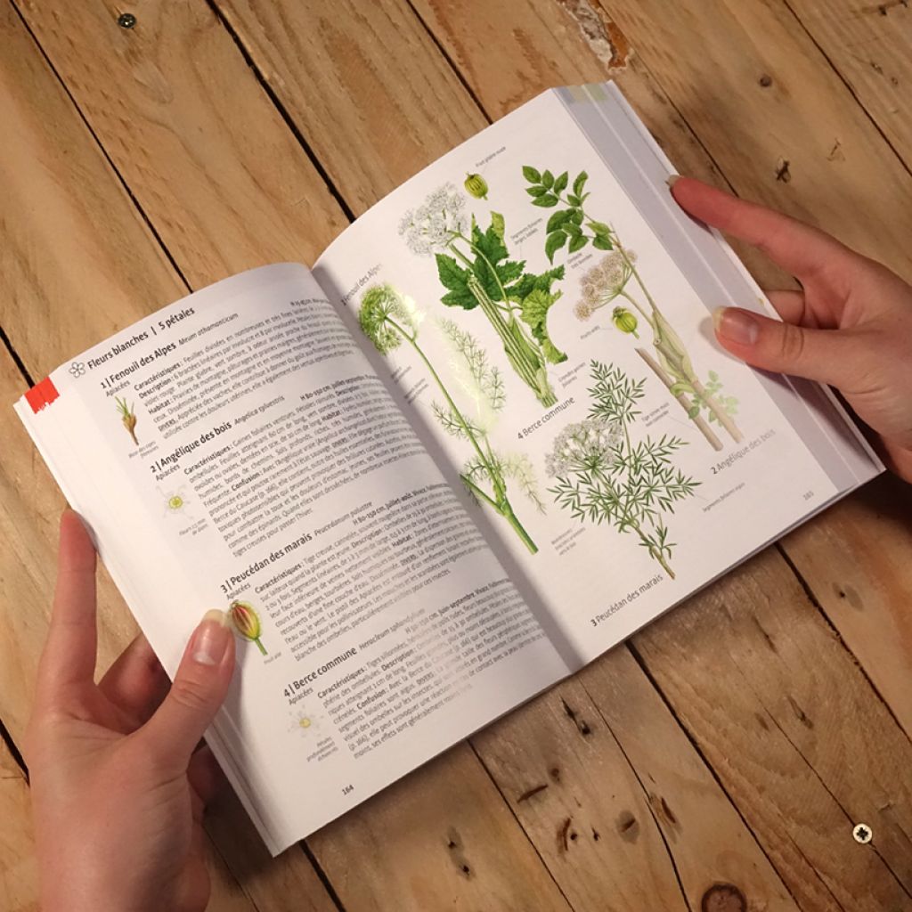 Quelle est cette plante ?