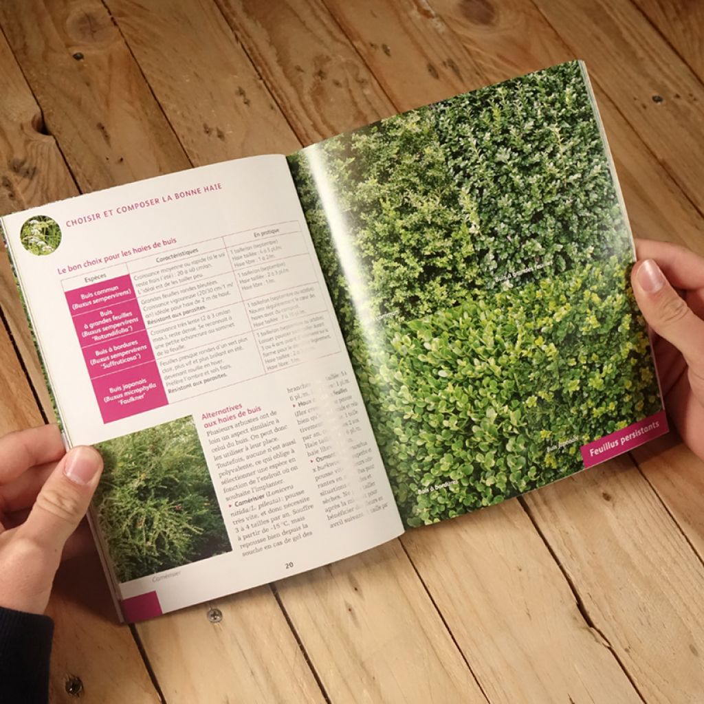 Quelle haie pour mon jardin ? Choix, plantation, entretien