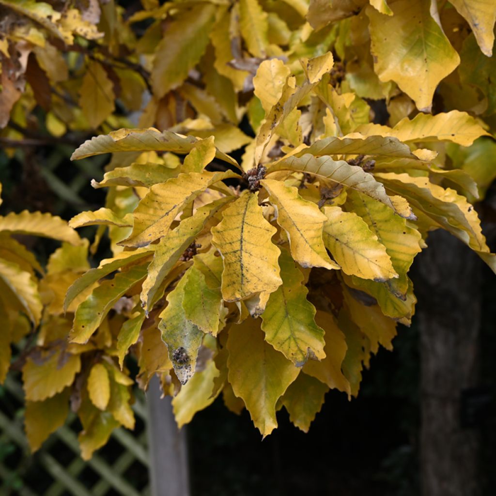 Quercus aliena - Japanse eik