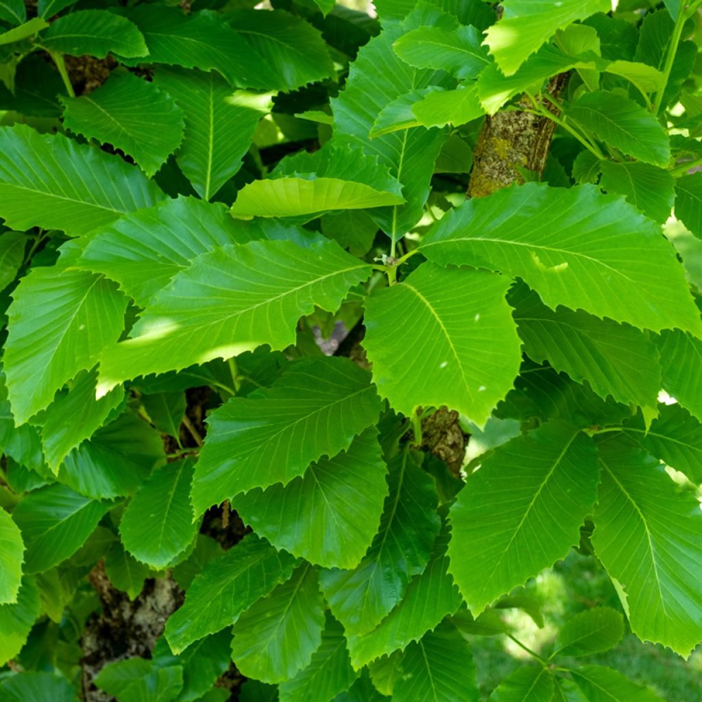 Quercus pontica - Pontische eik