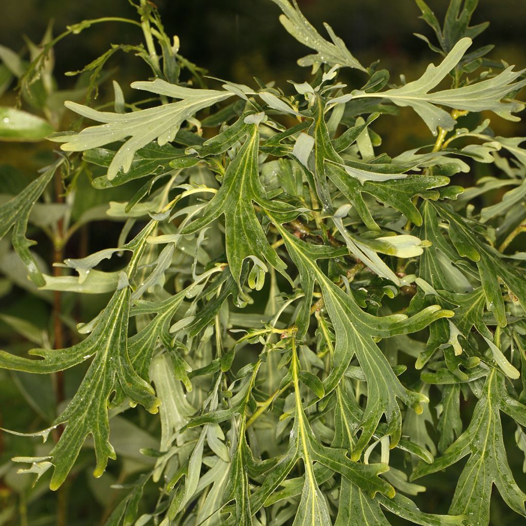 Quercus robur Posnania - Zomereik