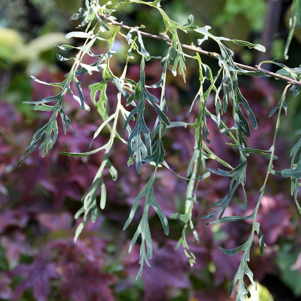 Quercus robur Posnania - Zomereik