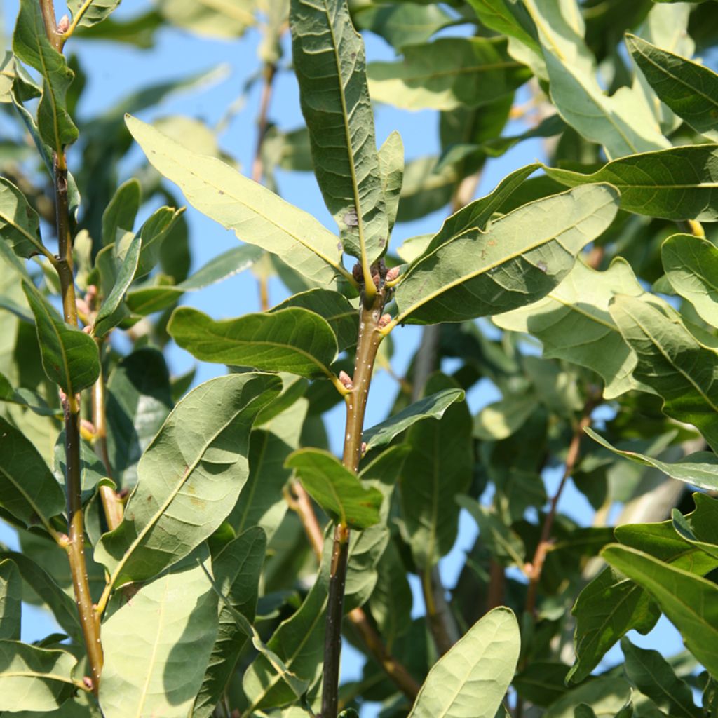 Quercus robur Salfast - Zomereik