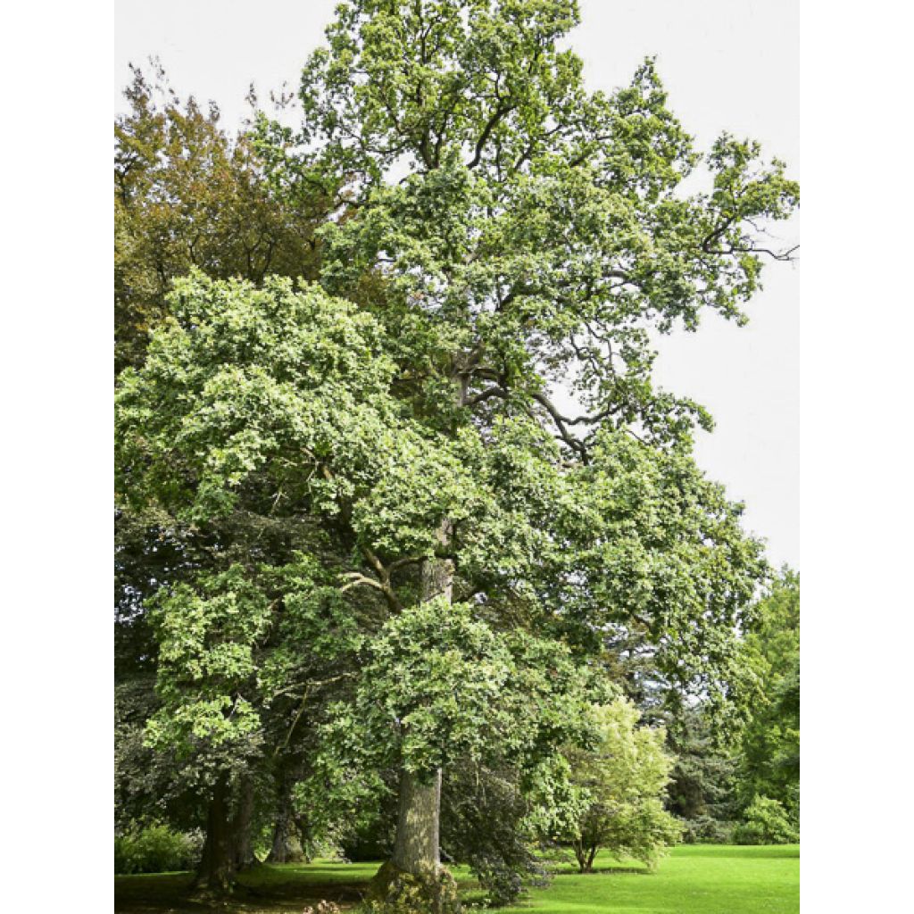 Chêne pédonculé - Quercus robur Variegata