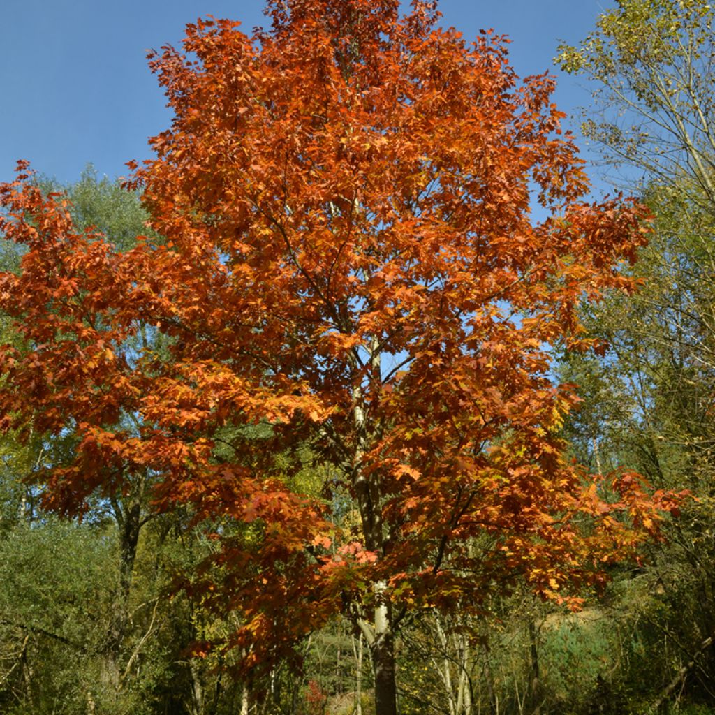 Quercus rubra - Amerikaanse eik