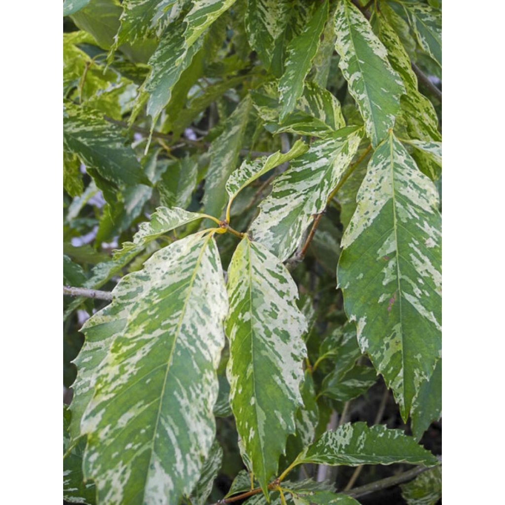 Chêne denté - Quercus serrata Ishii