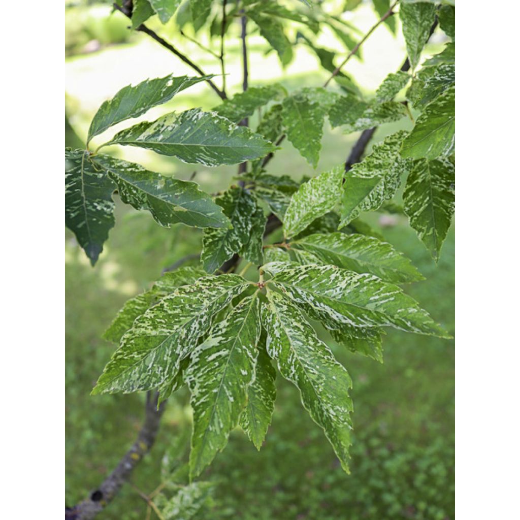 Chêne denté - Quercus serrata Ishii