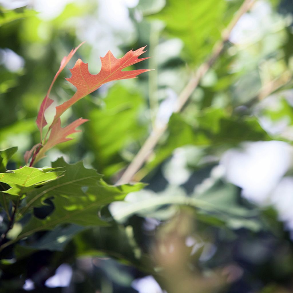 Quercus texana New Madrid - Texaanse eik