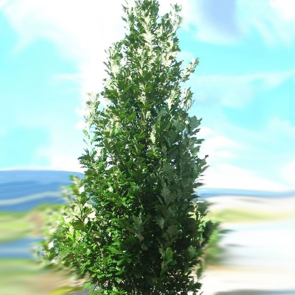 Quercus warei Regal Prince - Zuileik