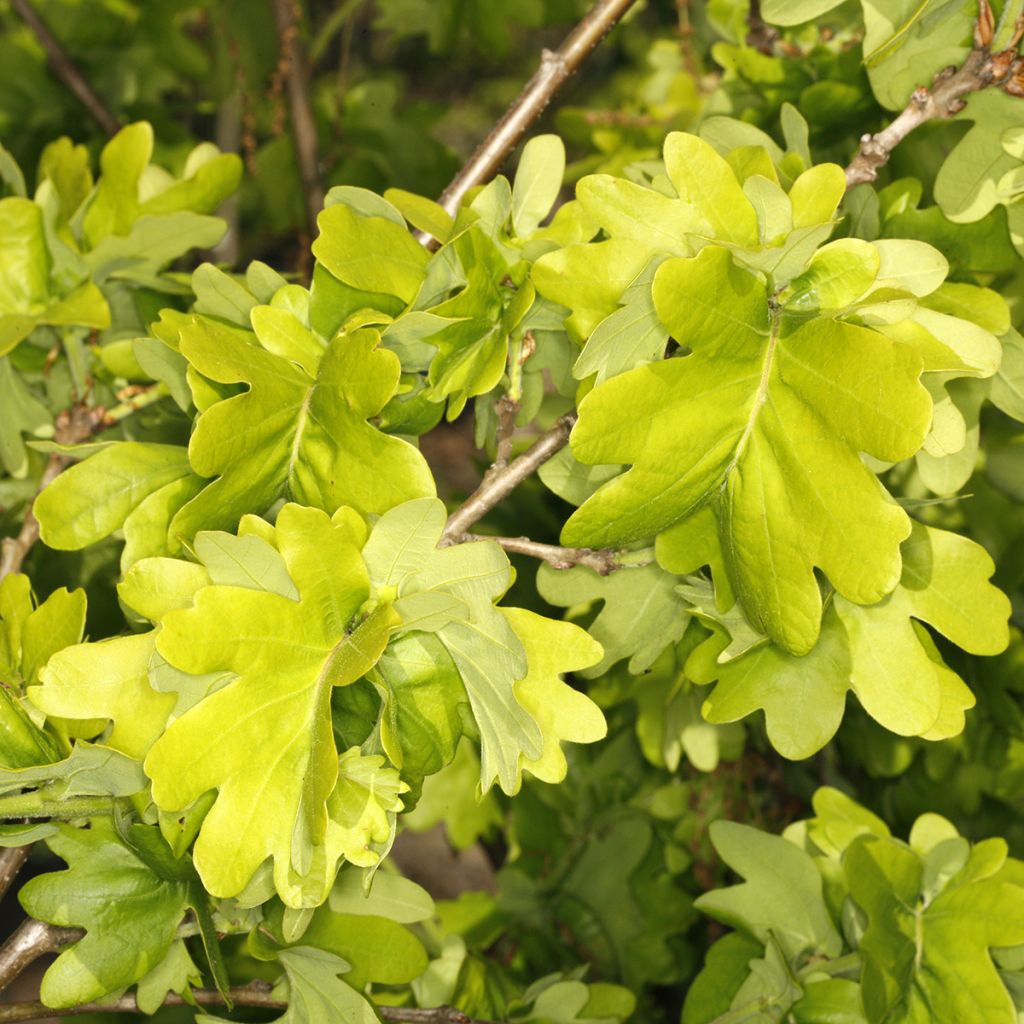 Quercus robur Cristata - Zomereik