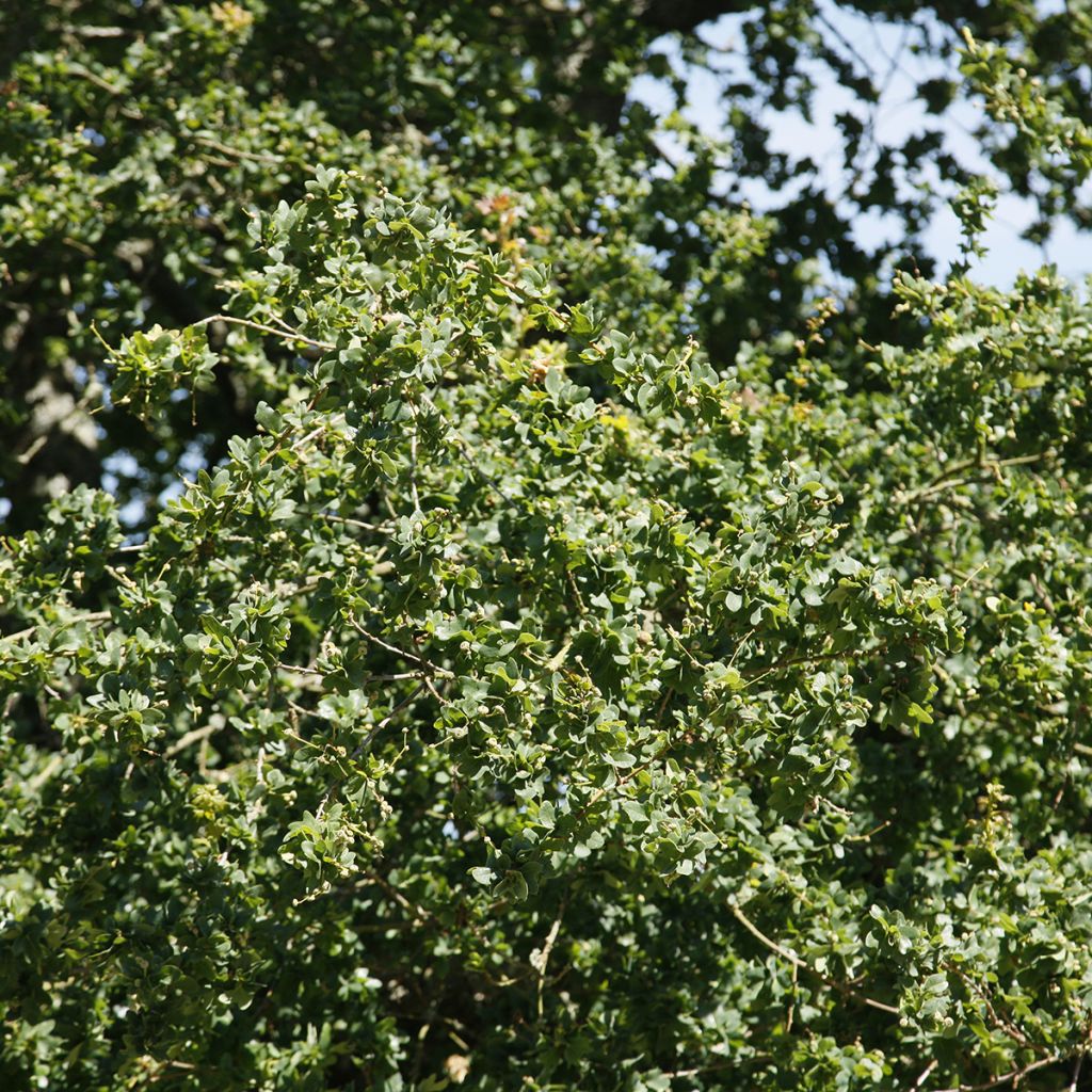 Quercus robur Cristata - Zomereik