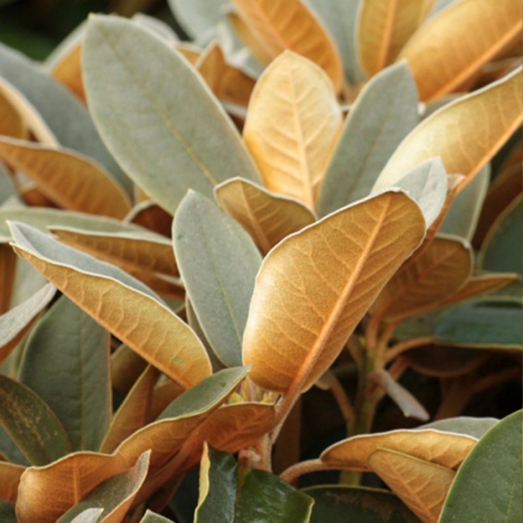 Rhododendron Easydendron INKARHO Special Dane - Grootbloemige rododendron