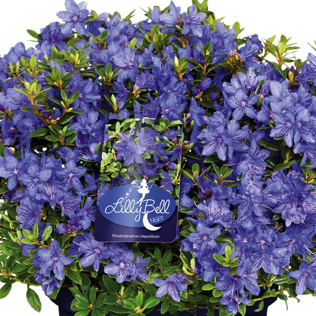 Rhododendron Lilly Bell Night - Dwergrododendron