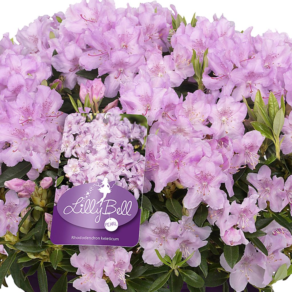 Rhododendron campylogynum var. myrtilloides - Dwergrododendron