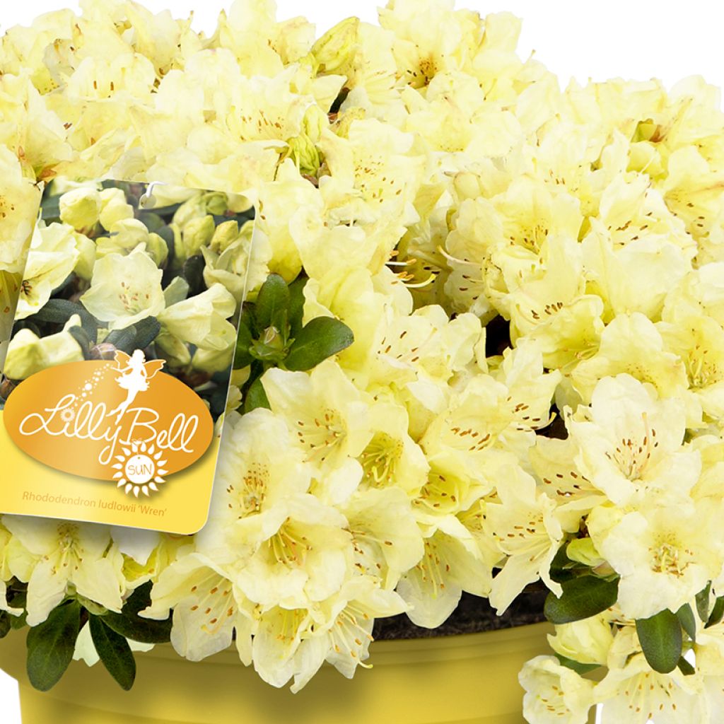 Rhododendron Lilly Bell Sun - Dwergrododendron