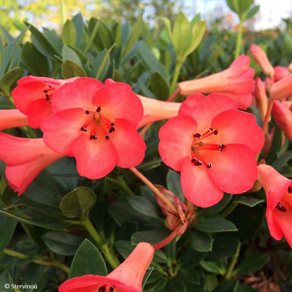Rhododendron Saxon blush - Tropische rododendron
