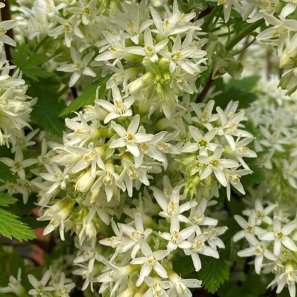Ribes sanguineum Oregon Snowflake - Rode ribes