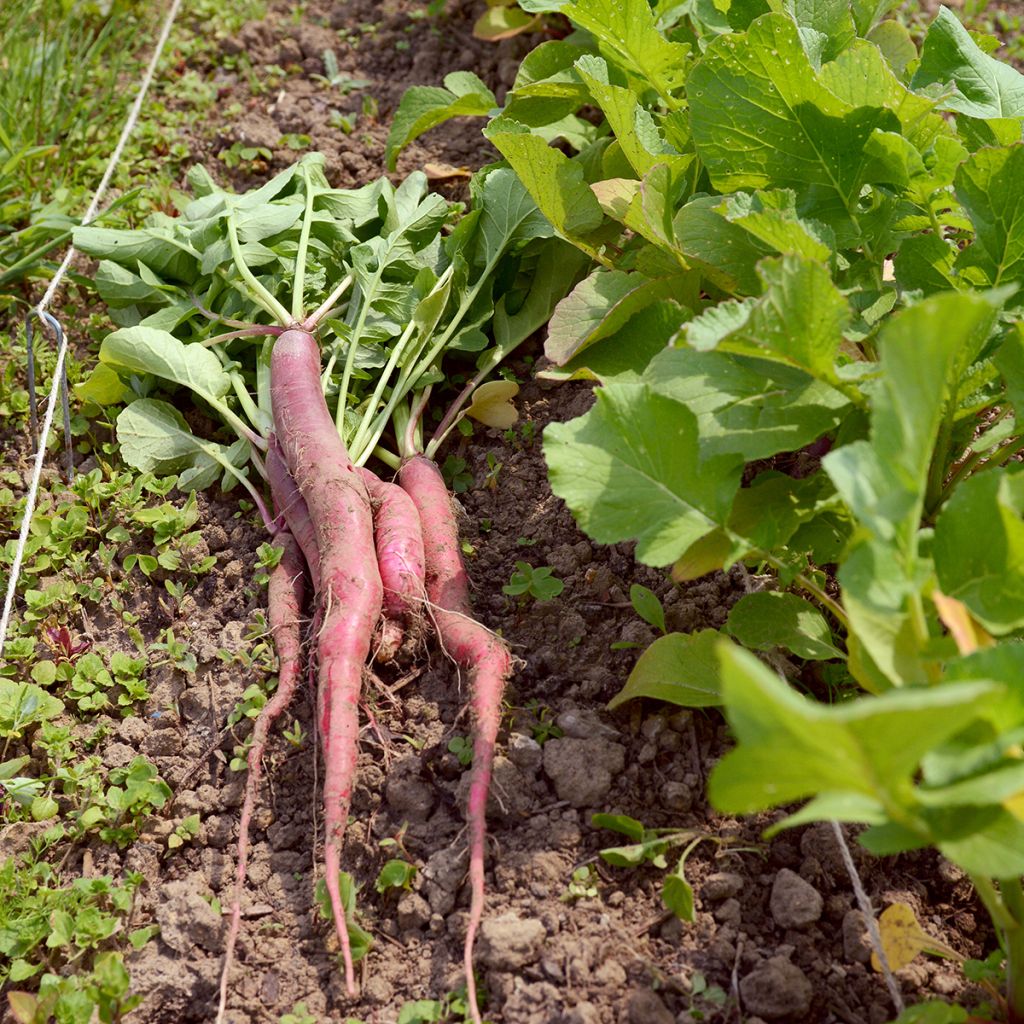 Radijs Candela di Fuoco