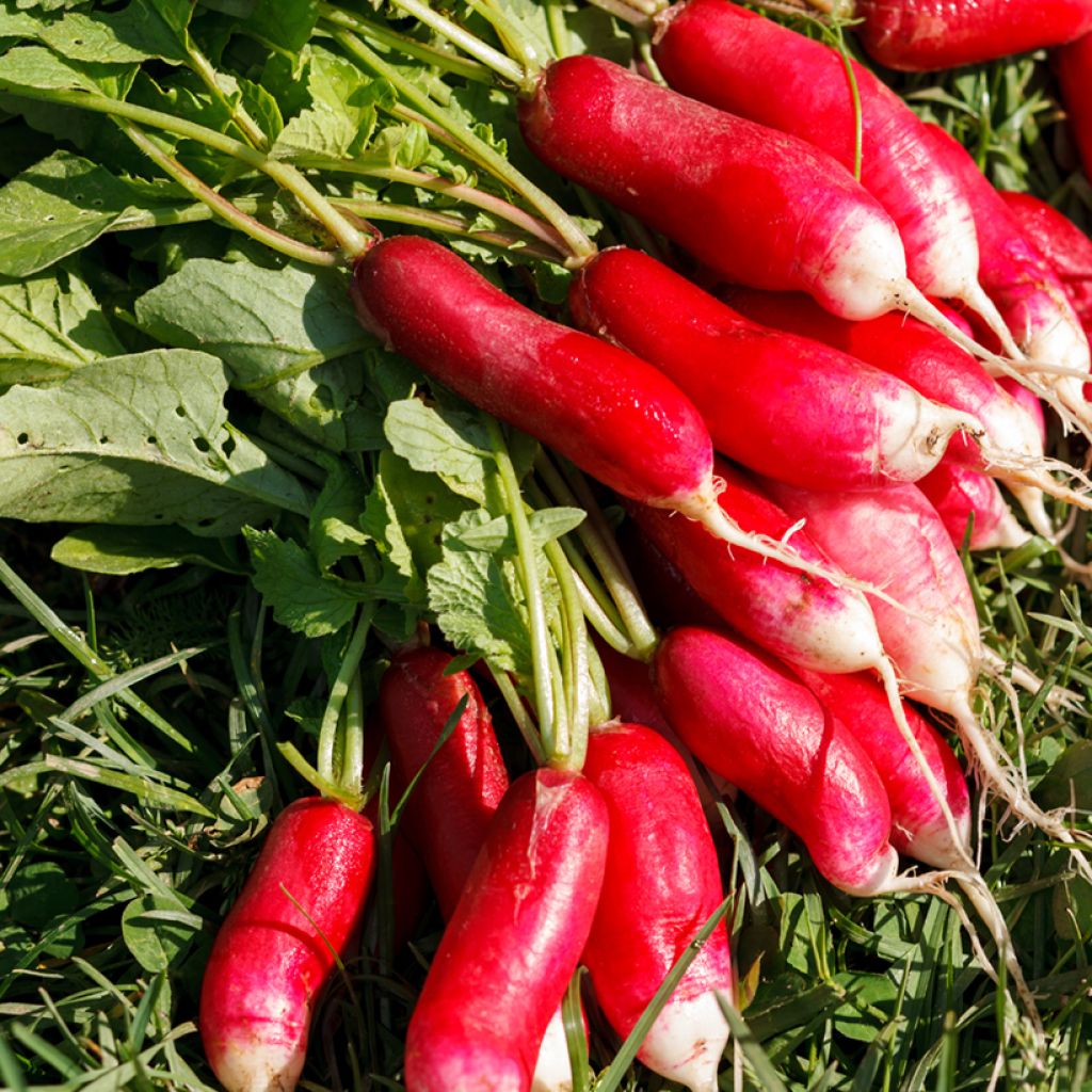 Radijs Fluo F1 - Vilmorin