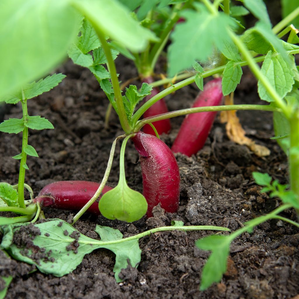 Radijs French Breakfast BIO