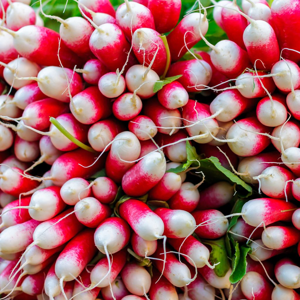 Radijs French Breakfast BIO