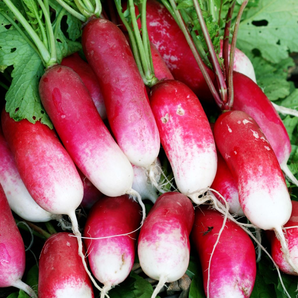 Radijs Kiva - Vilmorin