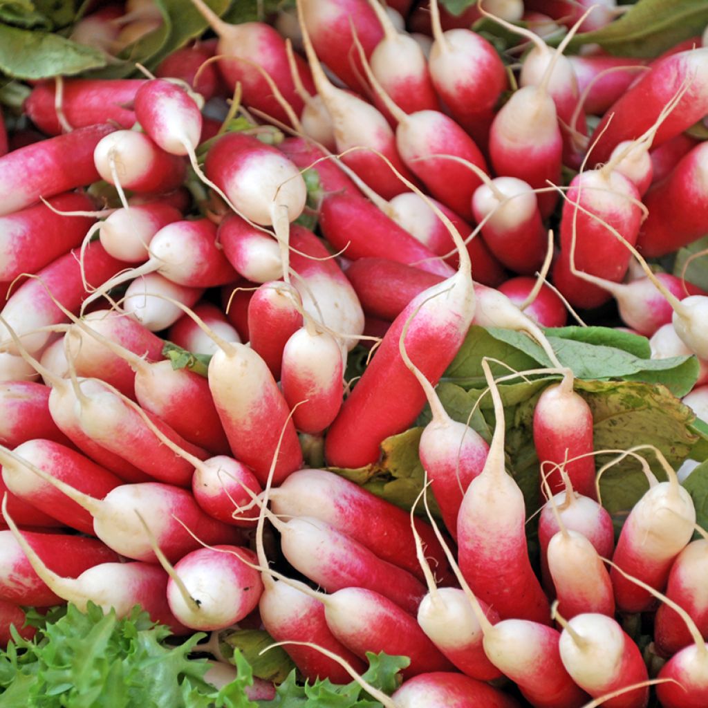 Radijs Kocto F1 - Vilmorin