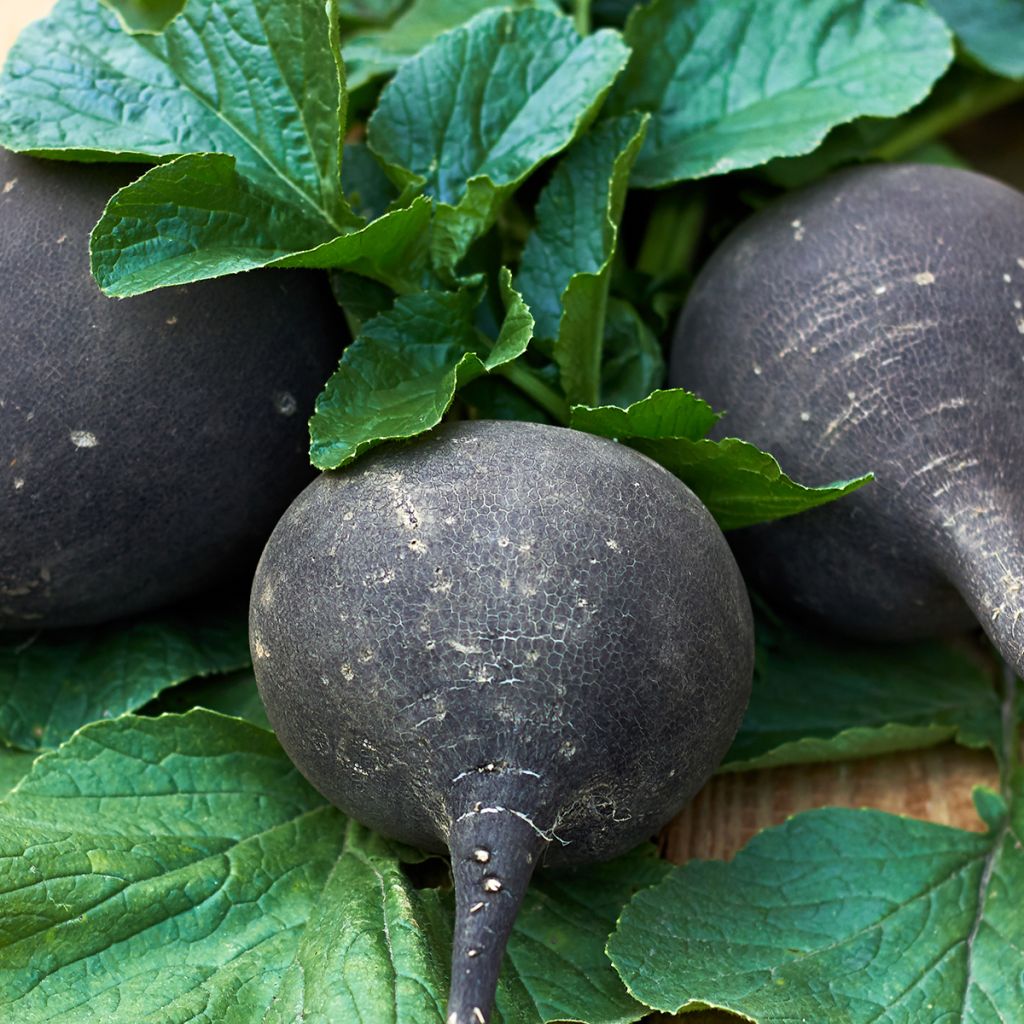 Rammenas Grote ronde winter